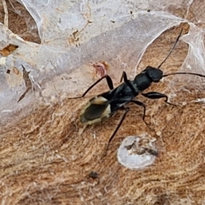 Daerlac nigricans (Ant Mimicking Seedbug) at Wallaroo, NSW - 17 Mar 2024 by trevorpreston