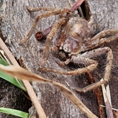 Unidentified Huntsman spider (Sparassidae) at Hall Cemetery - 17 Mar 2024 by trevorpreston