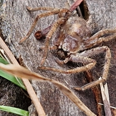 Unidentified Huntsman spider (Sparassidae) at Hall Cemetery - 17 Mar 2024 by trevorpreston