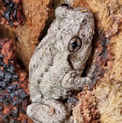 Litoria peronii (Peron's Tree Frog, Emerald Spotted Tree Frog) at Wallaroo, NSW - 17 Mar 2024 by trevorpreston