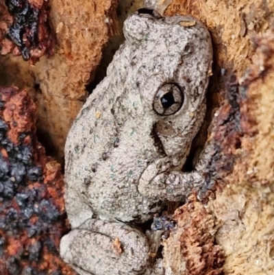 Litoria peronii (Peron's Tree Frog, Emerald Spotted Tree Frog) at Hall Cemetery - 17 Mar 2024 by trevorpreston