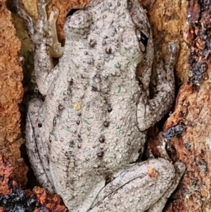 Litoria peronii at Hall Cemetery - 17 Mar 2024