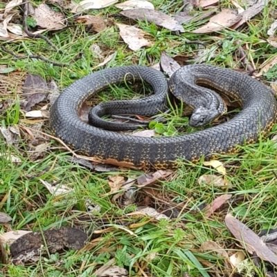 Notechis scutatus (Tiger Snake) at Mt Holland - 17 Mar 2024 by danswell