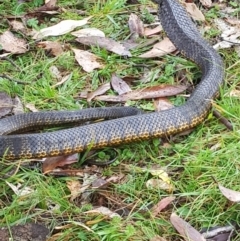 Notechis scutatus at Mt Holland - 17 Mar 2024 12:51 PM