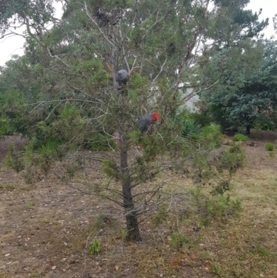 Callocephalon fimbriatum (Gang-gang Cockatoo) at QPRC LGA - 2 Mar 2024 by danswell