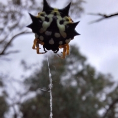 Austracantha minax (Christmas Spider, Jewel Spider) at Watson, ACT - 17 Mar 2024 by JenniM