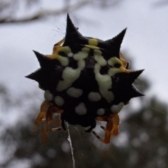 Austracantha minax at Mount Majura - 17 Mar 2024