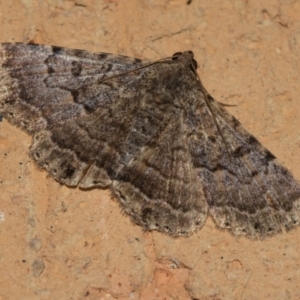 Diatenes aglossoides at Higgins, ACT - 27 Dec 2023