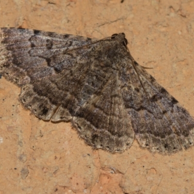 Diatenes aglossoides (An Erebid Moth) at Higgins, ACT - 27 Dec 2023 by AlisonMilton