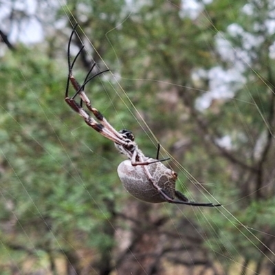 Trichonephila edulis (Golden orb weaver) at Watson, ACT - 17 Mar 2024 by JenniM