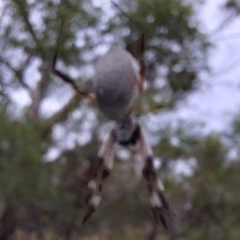 Trichonephila edulis at Mount Majura - 17 Mar 2024 11:55 AM