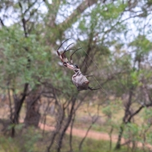 Trichonephila edulis at Mount Majura - 17 Mar 2024