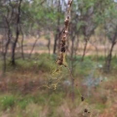 Trichonephila edulis at Mount Majura - 17 Mar 2024