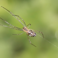 Unidentified Orb-weaving spider (several families) at Higgins, ACT - 27 Dec 2023 by AlisonMilton