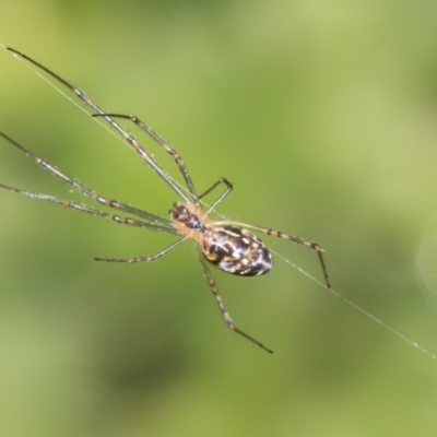 Unverified Orb-weaving spider (several families) at Higgins, ACT - 27 Dec 2023 by AlisonMilton