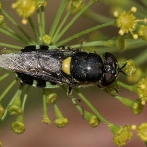 Odontomyia hunteri at Higgins, ACT - 27 Dec 2023