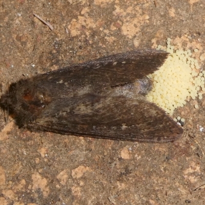 Unidentified Moth (Lepidoptera) at Mongarlowe River - 15 Feb 2024 by arjay