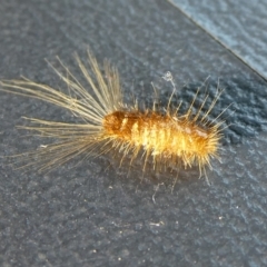 Unidentified Insect at Charleys Forest, NSW - 8 Feb 2024 by arjay