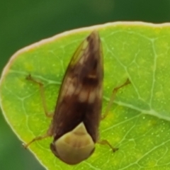 Brunotartessus fulvus (Yellow-headed Leafhopper) at Mount Mugga Mugga - 17 Mar 2024 by Mike