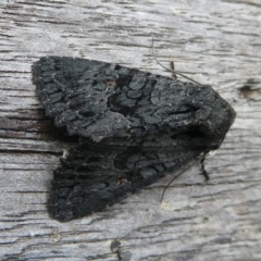 Neumichtis nigerrima (Black Turnip Moth) at QPRC LGA - 1 Feb 2024 by arjay