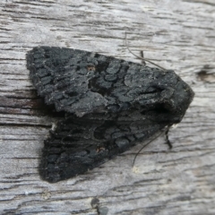 Neumichtis nigerrima (Black Turnip Moth) at QPRC LGA - 2 Feb 2024 by arjay