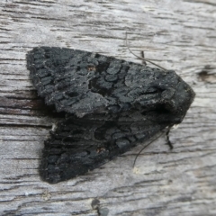 Neumichtis nigerrima (Black Turnip Moth) at Charleys Forest, NSW - 1 Feb 2024 by arjay