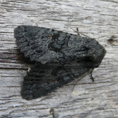 Neumichtis nigerrima (Black Turnip Moth) at Mongarlowe River - 1 Feb 2024 by arjay