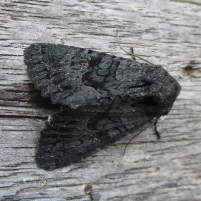 Neumichtis nigerrima (Black Turnip Moth) at QPRC LGA - 2 Feb 2024 by arjay