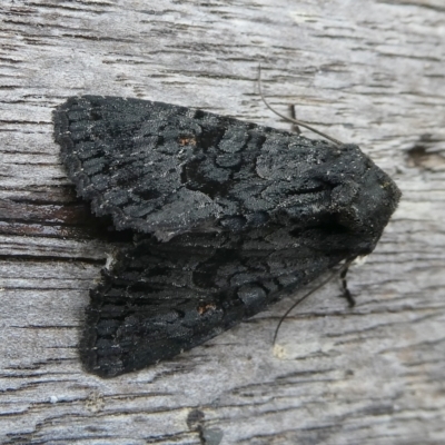 Neumichtis nigerrima (Black Turnip Moth) at Mongarlowe River - 2 Feb 2024 by arjay