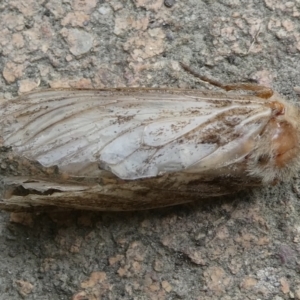 Lepidoptera unclassified ADULT moth at QPRC LGA - suppressed