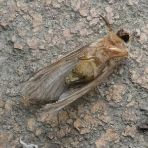 Lepidoptera unclassified ADULT moth at QPRC LGA - suppressed