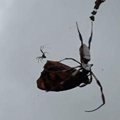Trichonephila edulis (Golden orb weaver) at O'Malley, ACT - 17 Mar 2024 by Mike