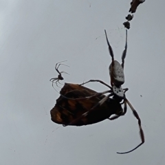 Trichonephila edulis (Golden orb weaver) at Mount Mugga Mugga - 17 Mar 2024 by Mike