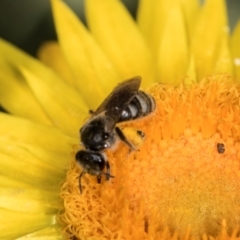 Lasioglossum (Chilalictus) sp. (genus & subgenus) (Halictid bee) at Aranda, ACT - 6 Dec 2023 by AlisonMilton