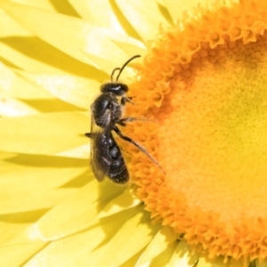 Lasioglossum (Chilalictus) sp. (genus & subgenus) at Aranda, ACT - 6 Dec 2023