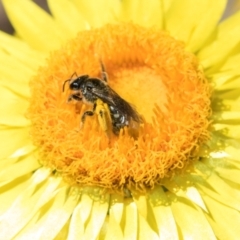 Lasioglossum (Chilalictus) sp. (genus & subgenus) at Aranda, ACT - 6 Dec 2023