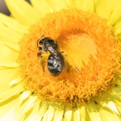 Lasioglossum (Chilalictus) sp. (genus & subgenus) at Aranda, ACT - 6 Dec 2023