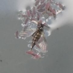 Unidentified Insect at Charleys Forest, NSW - 8 Apr 2023 by arjay