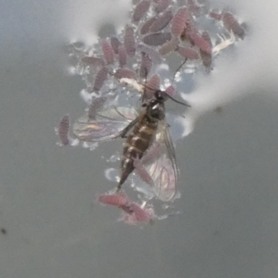 Unidentified Insect at Charleys Forest, NSW - 8 Apr 2023 by arjay