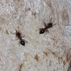 Crematogaster sp. (genus) (Acrobat ant, Cocktail ant) at Aranda, ACT - 5 Dec 2023 by AlisonMilton
