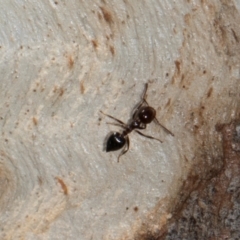 Crematogaster sp. (genus) at Aranda, ACT - 6 Dec 2023 10:46 AM