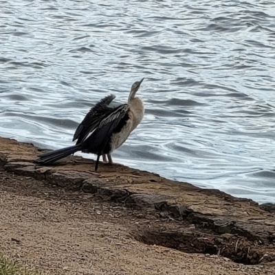 Anhinga novaehollandiae (Australasian Darter) at Barton, ACT - 17 Mar 2024 by KateU