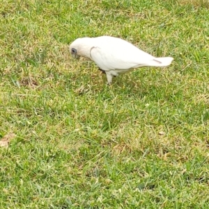 Cacatua sanguinea at Kingston, ACT - 17 Mar 2024