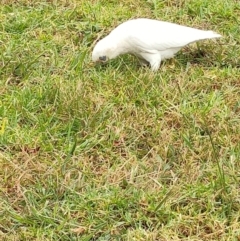 Cacatua sanguinea at Kingston, ACT - 17 Mar 2024