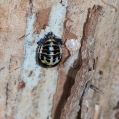 Harmonia conformis (Common Spotted Ladybird) at Aranda, ACT - 5 Dec 2023 by AlisonMilton