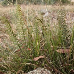 Pellaea calidirupium (Hot Rock Fern) at Mount Painter - 17 Mar 2024 by CathB