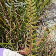 Pellaea calidirupium at Mount Painter - 17 Mar 2024 12:03 PM