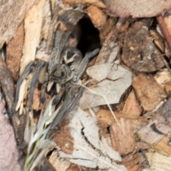 Tasmanicosa sp. (genus) (Tasmanicosa wolf spider) at Aranda, ACT - 6 Dec 2023 by AlisonMilton