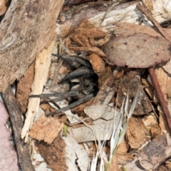 Tasmanicosa sp. (genus) at Aranda, ACT - 6 Dec 2023