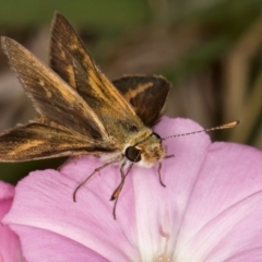 Taractrocera papyria (White-banded Grass-dart) at Lawson North Grasslands - 16 Mar 2024 by kasiaaus